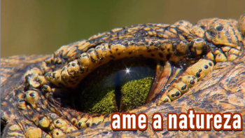 Ame a Natureza (Em Teste)